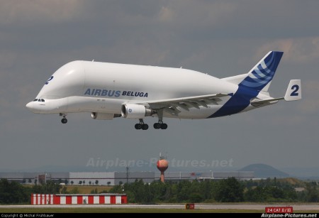 Beluga